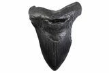 Fossil Megalodon Tooth - South Carolina #371797-1